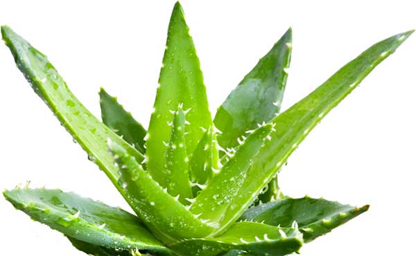 Image result for aloe